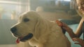 Young girl combing dog Royalty Free Stock Photo