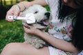 Girl combing her small dog Royalty Free Stock Photo