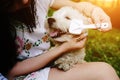 Girl combing her small dog Royalty Free Stock Photo