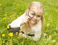 Girl considers dandelions flower through a magnifying glass Royalty Free Stock Photo