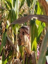 Girl in Corn Maze