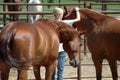 Girl in Corral Royalty Free Stock Photo