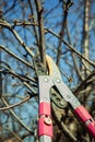 Girl cuts branches on a fruit tree with pruning shears in the spring garden. Plant care before the summer season Royalty Free Stock Photo