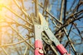 Girl cuts branches on a fruit tree with pruning shears in the spring garden. Plant care before the summer season Royalty Free Stock Photo