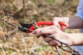 The girl cuts branches with pruners on an apple tree. Graft