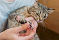 The girl cuts the claws of a cat at home close-up. Pet care. Defocus