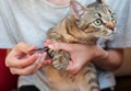 The girl cuts the claws of a cat at home close-up. Pet care