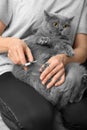 The girl cuts the claws of the cat in the home interior Royalty Free Stock Photo