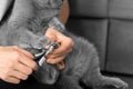 The girl cuts the claws of the cat in the home interior Royalty Free Stock Photo