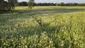 Girl cycling on bicycle at sun meadow aerial. Countryside nature landscape. Active sport. Woman bike