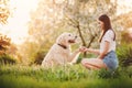 Girl cynologist is training Labrador Retriever dog at give paw team in summer park Royalty Free Stock Photo