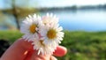 Girl with daisy flower in the hand in nature by the lake Royalty Free Stock Photo