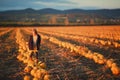 Girl in dark blue coat and orange skirt stands on pumpkins on the field on sunset. Halloween. Beautiful landscape in Royalty Free Stock Photo