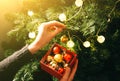 Girl is decorating christmas tree with lights. Present box with toys in woman`s hands. Love and holidays concept. New Year mood. Royalty Free Stock Photo