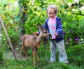 A girl with a deer in nature baby feeds a fawn and strokes she is dressed in blue clothes Royalty Free Stock Photo