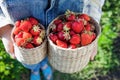 Girl in denim clothes with strawberry baskets in a sunny summer