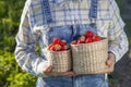 Girl in denim clothes with strawberry baskets in a sunny summer garden Royalty Free Stock Photo