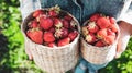 Girl in denim clothes with strawberry baskets in a sunny summer garden Royalty Free Stock Photo