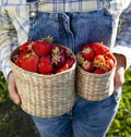 Girl in denim clothes with strawberry baskets in a sunny summer garden