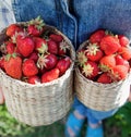 Girl in denim clothes with strawberry baskets in a sunny summer garden Royalty Free Stock Photo