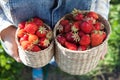 Girl in denim clothes with strawberry baskets in a sunny summer Royalty Free Stock Photo