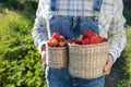 Girl in denim clothes with strawberry baskets in a sunny summer