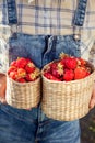 Girl in denim clothes with strawberry baskets in a sunny summer Royalty Free Stock Photo