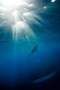 Girl dive underwater Royalty Free Stock Photo