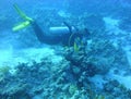 Girl diver on the coral reef in the Red sea. Scuba diving.