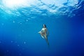 Girl diving under the sea Royalty Free Stock Photo