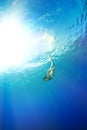 Girl diving under the sea Royalty Free Stock Photo