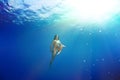 Girl diving under the sea Royalty Free Stock Photo