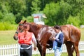 Girl doctor examines the horse at the competition. Moscow Russia July 1, 2023