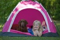 Girl with dog in pink tent camping, hiking Royalty Free Stock Photo