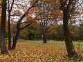 Autumn parklife Royalty Free Stock Photo