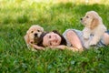 Girl and dogs on grass