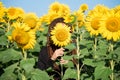 Shy girl hid her face behind a flower of a sunflower Royalty Free Stock Photo