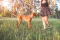Girl in the dress and the beautiful young dog walk outdoors. Owner and the brown puppy in the park