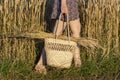 A girl in a dress with a straw basket collects spikelets in wheat field
