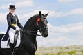 Girl and dressage horse Royalty Free Stock Photo