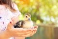 Girl with ducklings in hands. Easter and spring holidays.