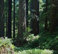 Girl Dwarfed by the giant redwood forest