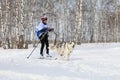 Girl engaged in skijoring among birches with a dog breed Siberian husky in Russia