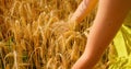 Girl enjoys the wheat field in thick high grass and her hands take in an armful of ears of wheat. Sun rays of the sunset Royalty Free Stock Photo