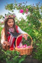 Girl in ethnic folklore clothing harvesting oil-bearing roses at sunrise. Bulgarian Rose Damascena field, Roses valley Kazanlak,