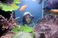 The girl examines the inhabitants of the marine aquarium Royalty Free Stock Photo