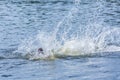 Girl falling jumping into the water with big splash. Nature recreation concept. Royalty Free Stock Photo