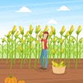 Girl Farmer Collecting Corn, Agricultural Worker Standing on Background of Corn Field with Basket Full of Corncobs