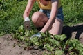 Girl farmer removes weeds from field