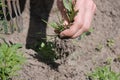 Girl farmer removes weeds from field